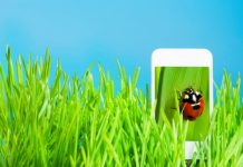 green_app