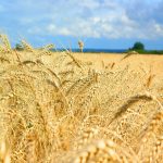 Valegro Talentia CPM