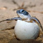 Olive Ridley turtle. French Guiana