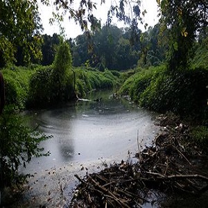 Proctor Creek