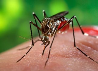 IBM: la tecnologia per sconfiggere il virus Zika