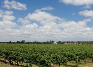 Il settore agroalimentare Italiano deve prendere il treno della digitalizzazione agrifood vite