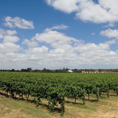 agrifood vite agrifood vite