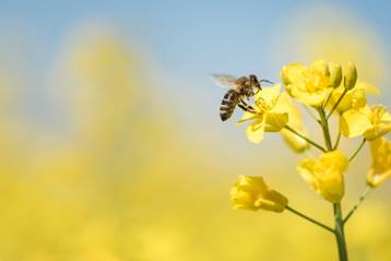 World Bee Project