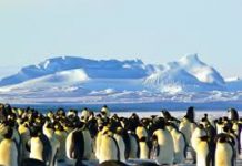 Gramener: AI per salvare i pinguini dell’Antartide dall'estinzione