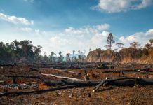 L’intelligenza artificiale per limitare la deforestazione cosè-la-deforestazione-4-640x372