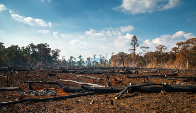 cosè-la-deforestazione-4-640x372 cosè-la-deforestazione-4-640x372