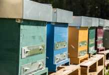 3Bee, la startup al fianco degli apicoltori italiani 3Bee, la startup al fianco degli apicoltori italiani
