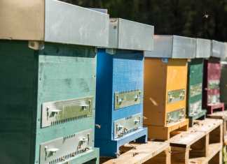 3Bee, la startup al fianco degli apicoltori italiani