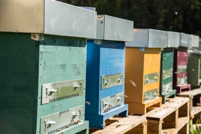 3Bee, la startup al fianco degli apicoltori italiani 3Bee, la startup al fianco degli apicoltori italiani