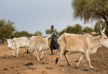 Sahel, l’intelligenza artificiale per contrastare i cambiamenti climatici Sahel