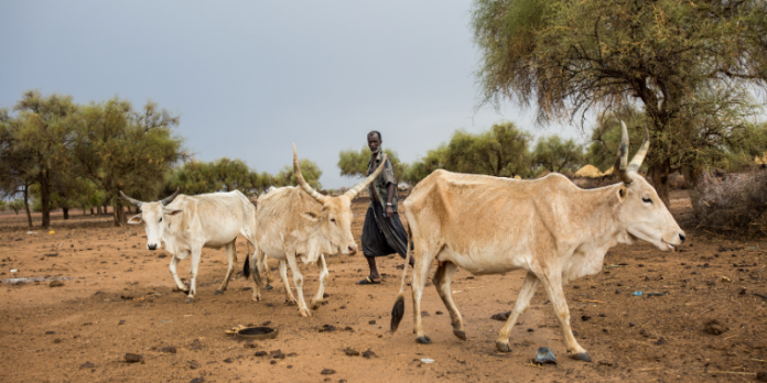 Sahel _Azione contro la Fame Sahel
