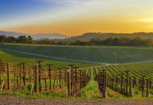 VinAssure: la piattaforma basata sulla blockchain per ottimizzare la supply chain del vino Tracciabilità del vino: IBM e eProvenance lanciano VinAssure, blockchain per sicurezza ed efficienza