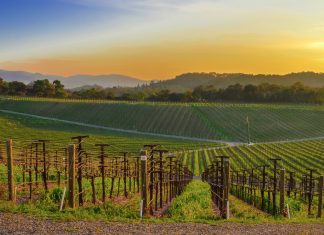 Tracciabilità del vino: IBM e eProvenance lanciano VinAssure, blockchain per sicurezza ed efficienza