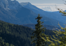 Foreste della Val di Fiemme