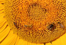 Sustain Hive: progetto di sostenibilità di Cyber-Bee e Libraesva Sustain Hive