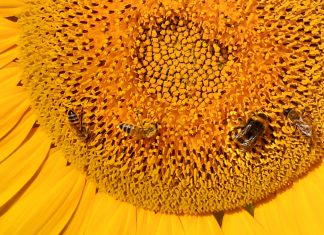 Sustain Hive