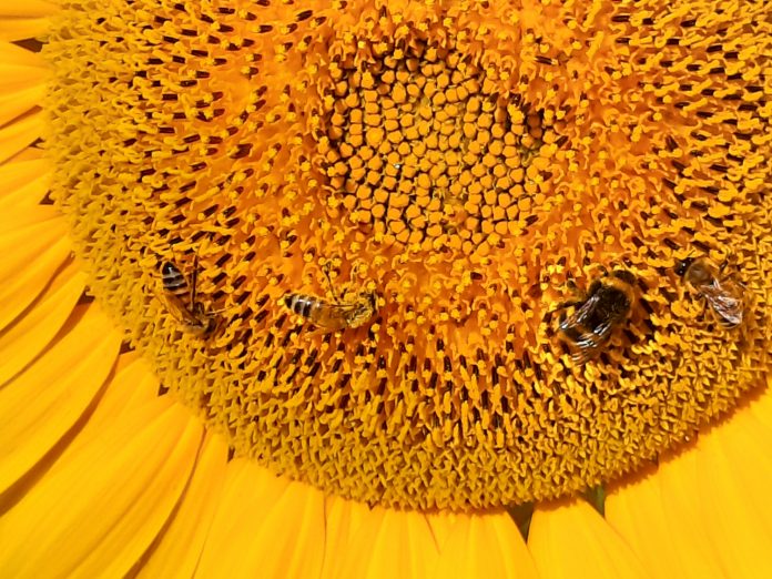 Sustain Hive Sustain Hive