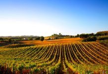 Settore vinicolo: Federvini e TIM insieme per l’innovazione digitale settore vinicolo