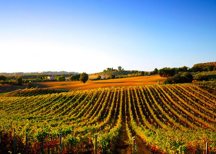 Settore vinicolo settore vinicolo