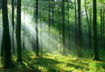 Progetto Clevergreen: il percorso sostenibile di Trust Progetto Clevergreen
