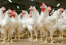 La Filiera avicola si digitalizza con la piattaforma beFarm di VEM sistemi Filiera avicola