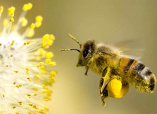 Le api e la tecnologia effettuano il bio-monitoraggio a Milano