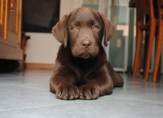 L'Università di Messina sceglie le telecamere Hikvision in ausilio alla Pet Therapy