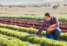 Filiere agroalimentari lombarde: la blockchain valorizza i prodotti Filiere agroalimentari