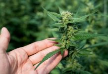Alla scoperta della marijuana legale: cos’è, come si assume, che benefici ha marijuana legale