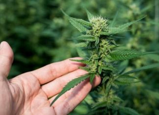 marijuana legale