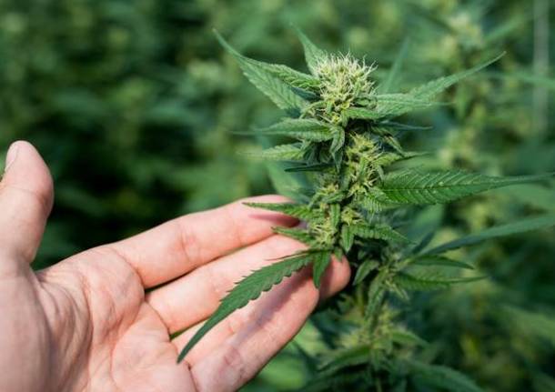 marijuana legale marijuana legale