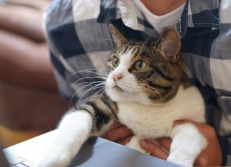 smart working