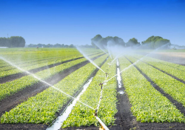 Settore agrifood settore agrifood