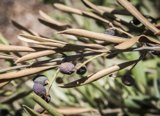 Xylella