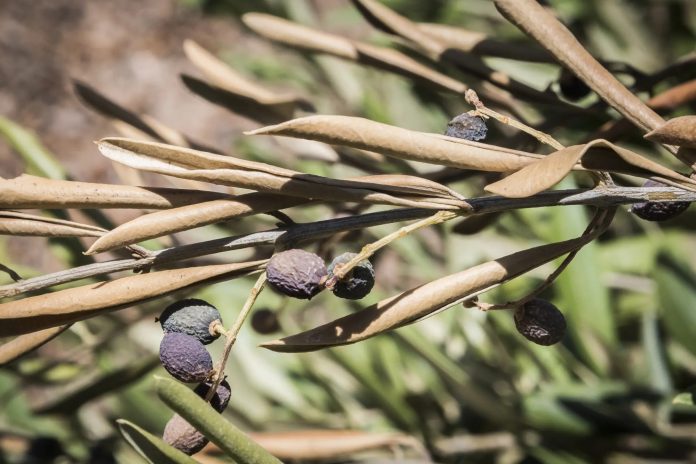 Xylella Xylella