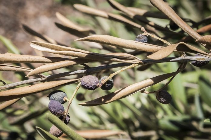 Xylella