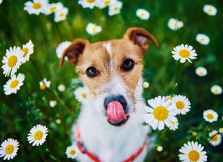 Assicurazione animali domestici