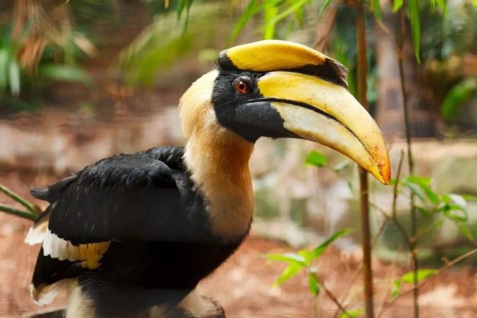 veterinaria veterinaria