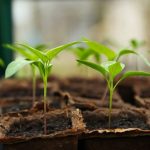startup-greentech