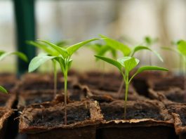 startup-greentech