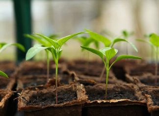 startup-greentech