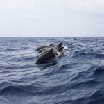 Delfini e balene