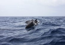 Delfini e balene