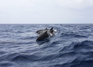 Delfini e balene