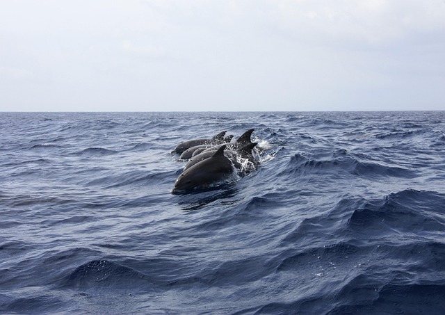 Delfini e balene