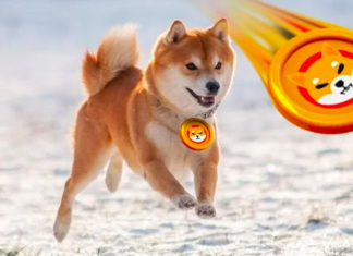 Shiba Inu