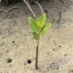 rsz_kenya_tana_river_mangrove_project