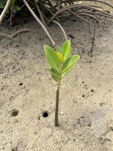 rsz_kenya_tana_river_mangrove_project