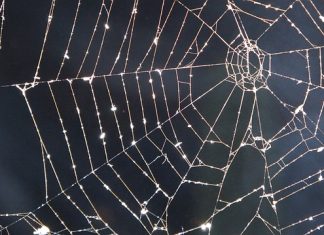 sicurezza web
